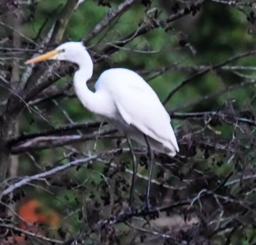 Great White Egret