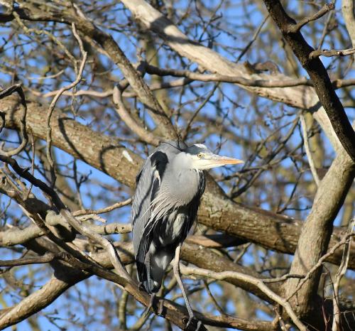 Heron