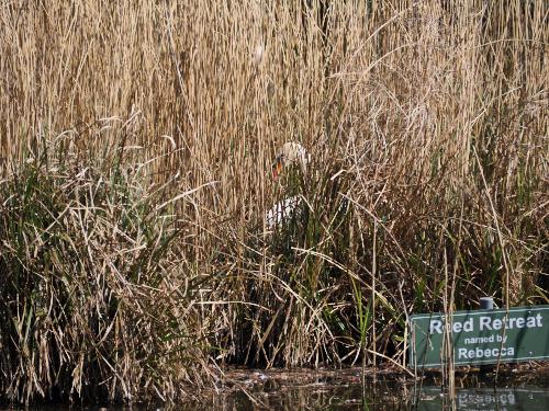 Swan on nest