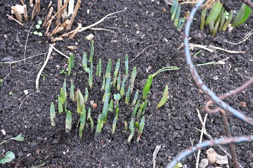 Daffodil shoots
