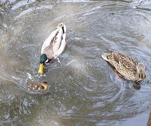 Ducks and duckling