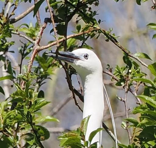 Little Egret
