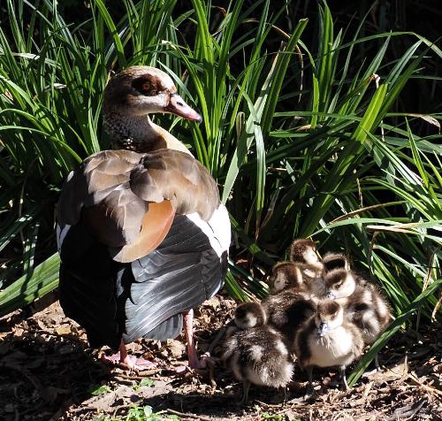 Egyptian Goose and Goslings