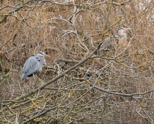 Herons in tree