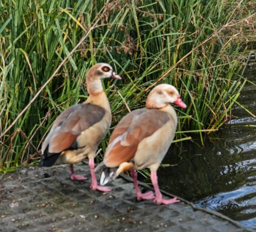 Egyptian Geese