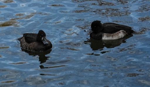 Female and Male Tufted Ducks