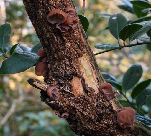 Jelly ear fungus