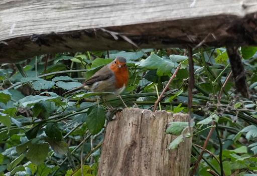 Robin photo