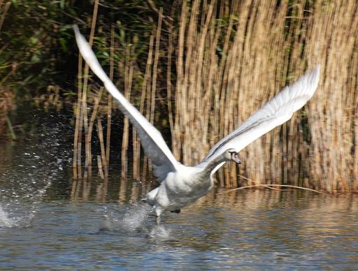 Cygnet flying