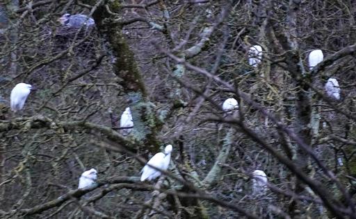 Little Egrets, Cattle Egrets and Heron