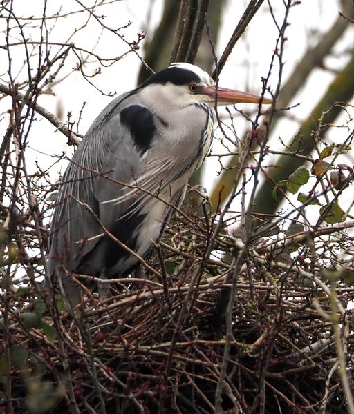 Heron in Tree