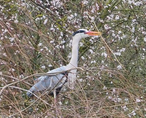 Heron with twig