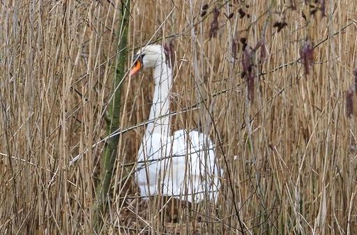 Swan on nest