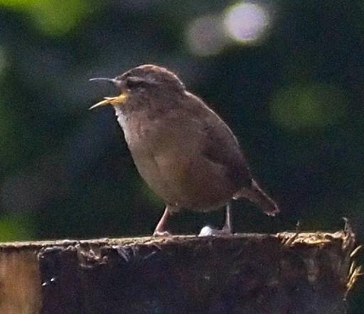 Wren singing