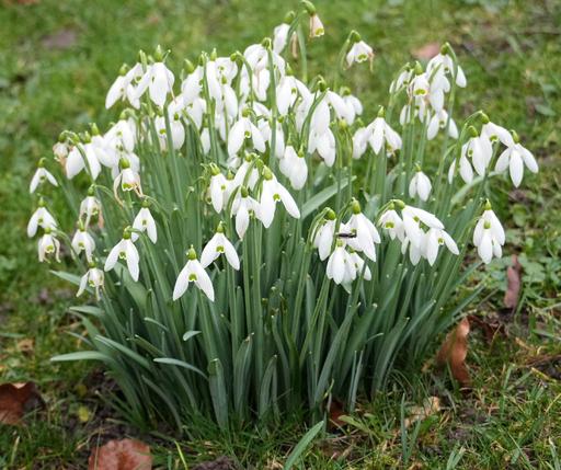 Snowdrops