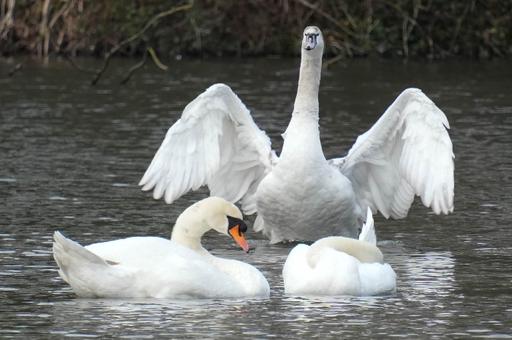 Swans