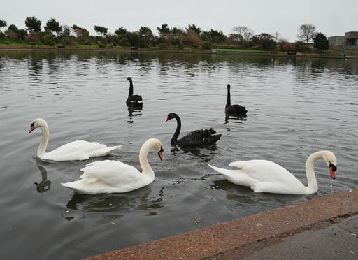 Black Swans at Princes Park Eastbourne