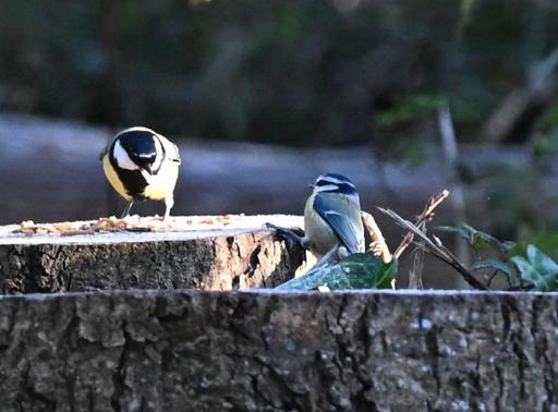 Great Tit and Blue Tit