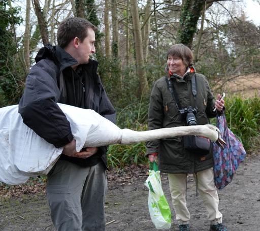 Swan Rescue