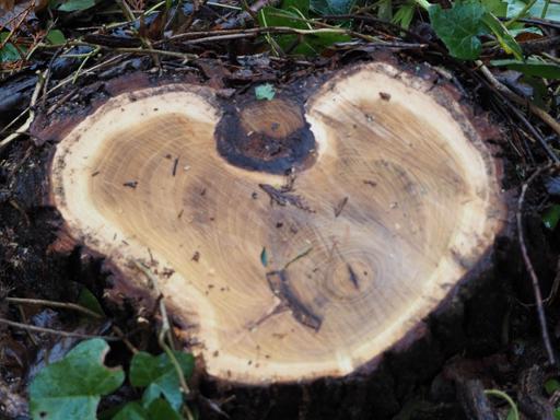 Log in shape of heart