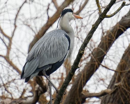 Heron in Tree