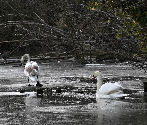 Cygnet and Dad Swan